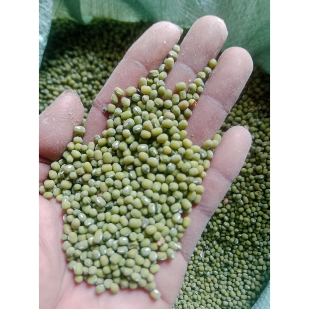 

kacang hijau lokal termurah 1 kg