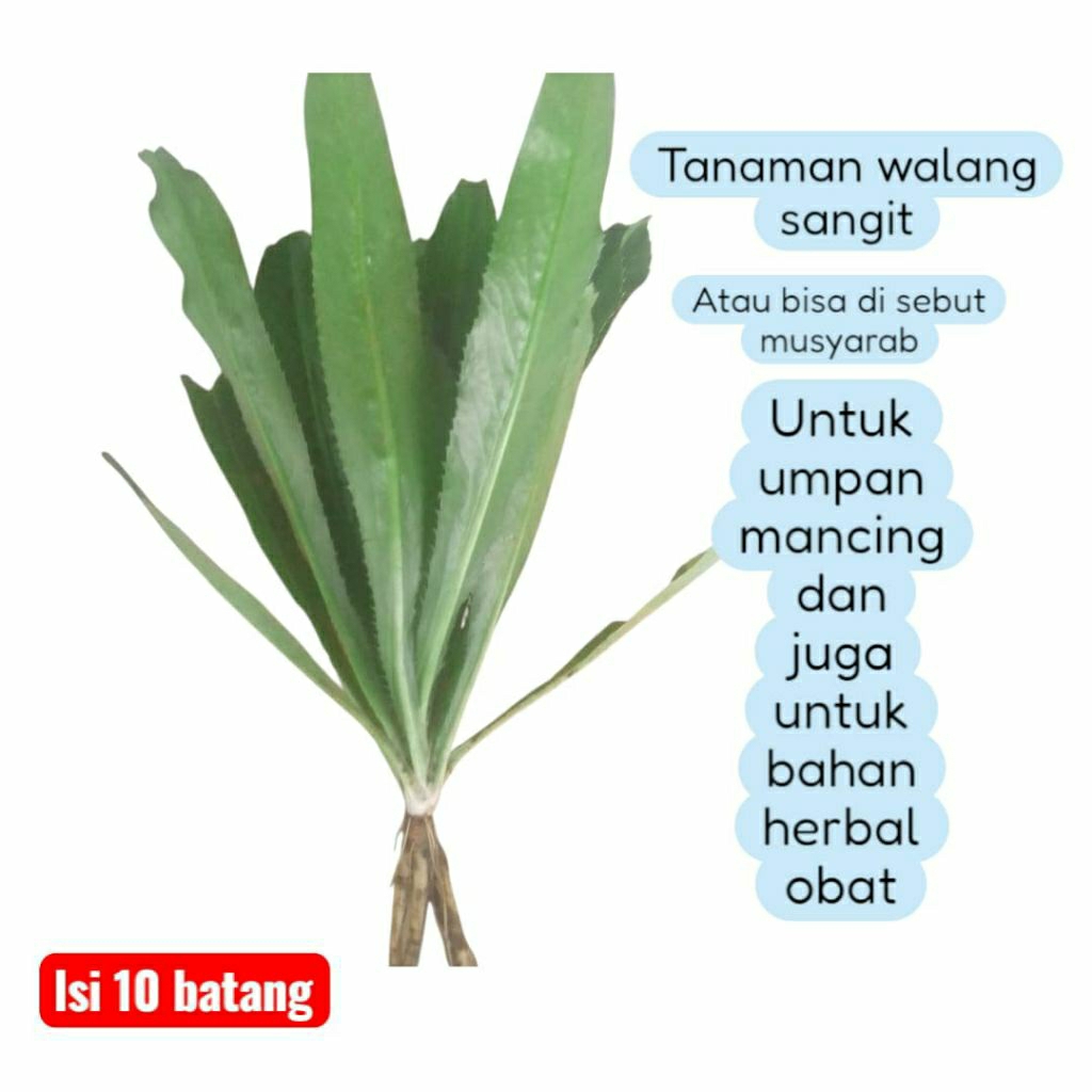 

[10PCS] TANAMAN WALANG SANGIT /MUSYARAB/JINTEN DURI