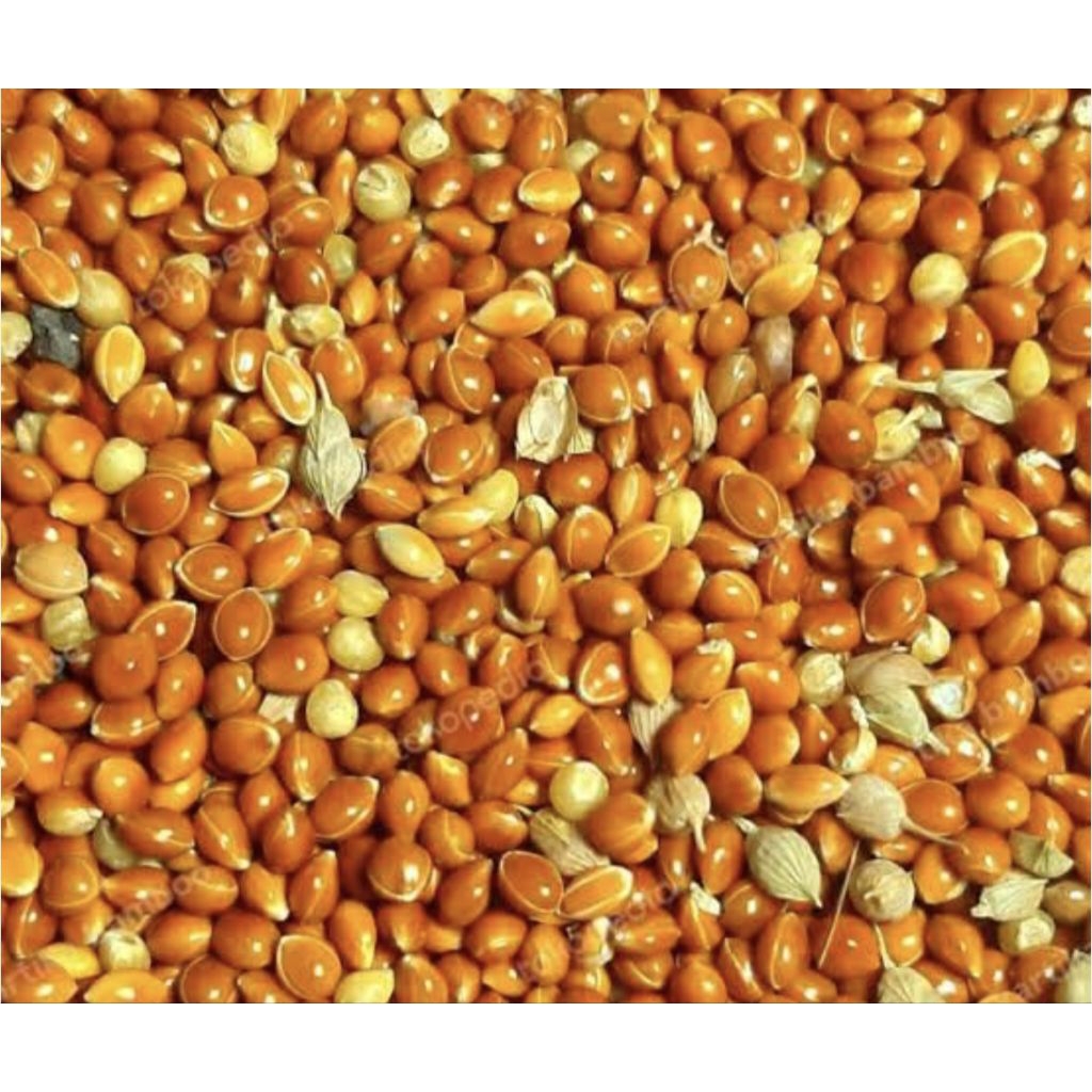 MILET MERAH BIJI PAKAN BURUNG KUTUT KENARI LABET