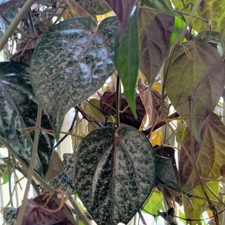 

Daun sirih merah fresh