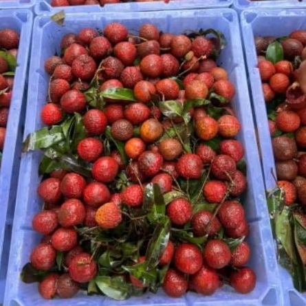 

Buah Lecyhe Merah matang Per 1 Bok krat