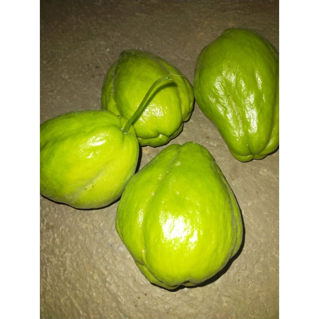 

manisah, labu siam segar baru petik