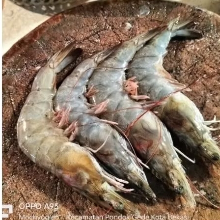 

Udang Super Besar 1kg/500grm