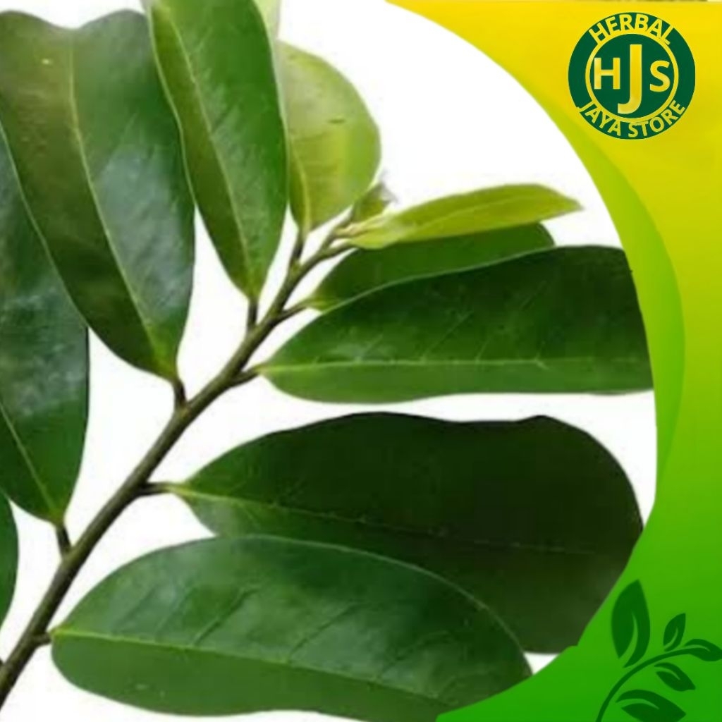 

Daun Sirsak Segar Herbal per ikat Organik