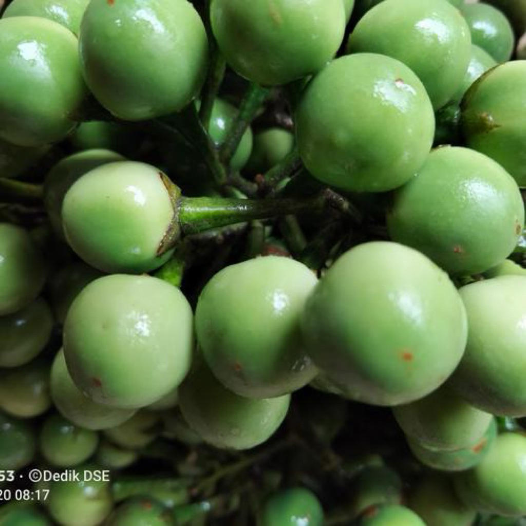 

Buah Tekokak / Cepokak | Sayuran Segar | 500gr / 1kg