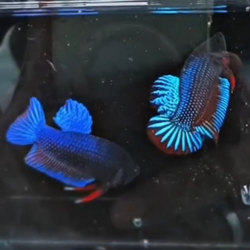 Cupang Bagan Sakai Line Thailand Kualitas Super Duper