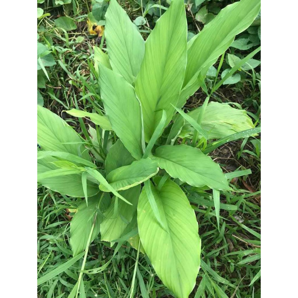 

Promo Daun kunyit Segar Baru di Petik 100gr