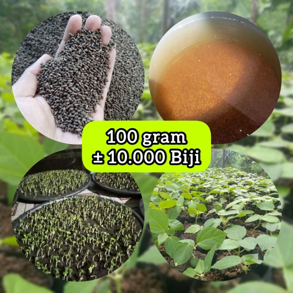 Benih Biji Balsa Putih Super 100 gr (± 10.000 biji) Bibit Kayu Balsa Unggulan