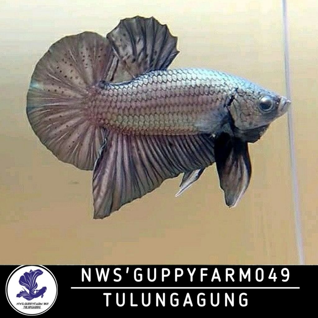 (PROMO) COD- Cupang HMPK Cooper Solid