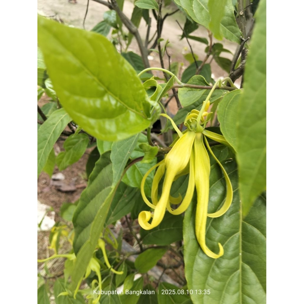 

BUNGA KENANGA SEGAR 50 GRAM KIRIM SAAT ORDER