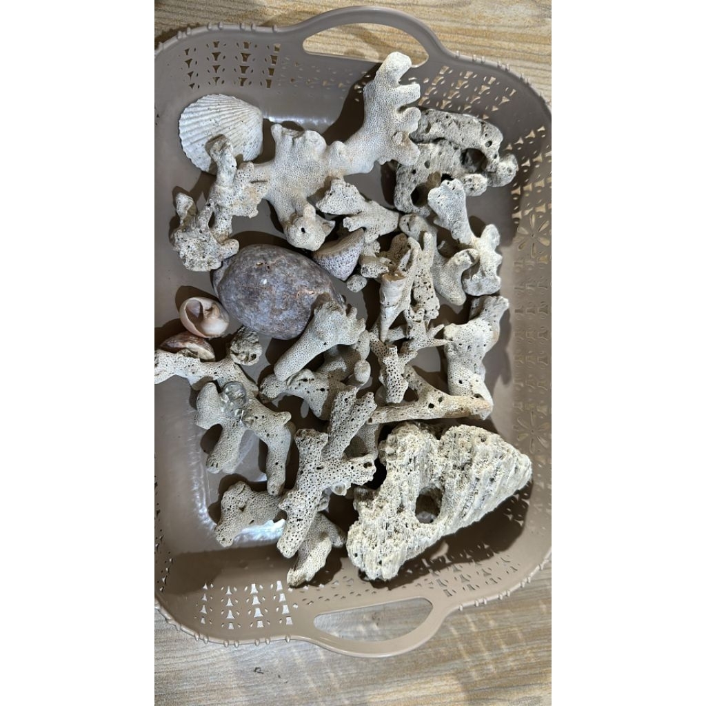 Kerang laut / batu karang / batu coral akuarium / tude / siput