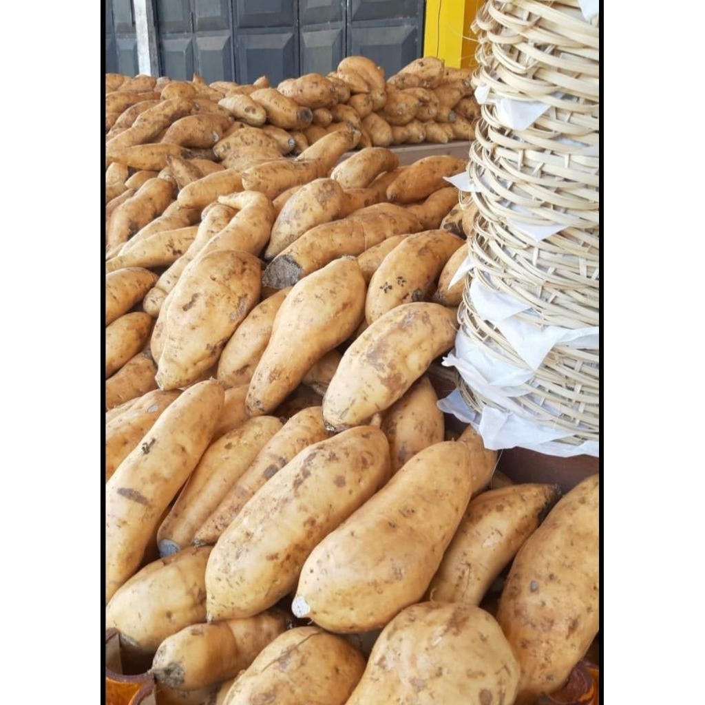 

UBI CILEMBU MANIS 3 Kg Ubi Jalar ubi cilembu