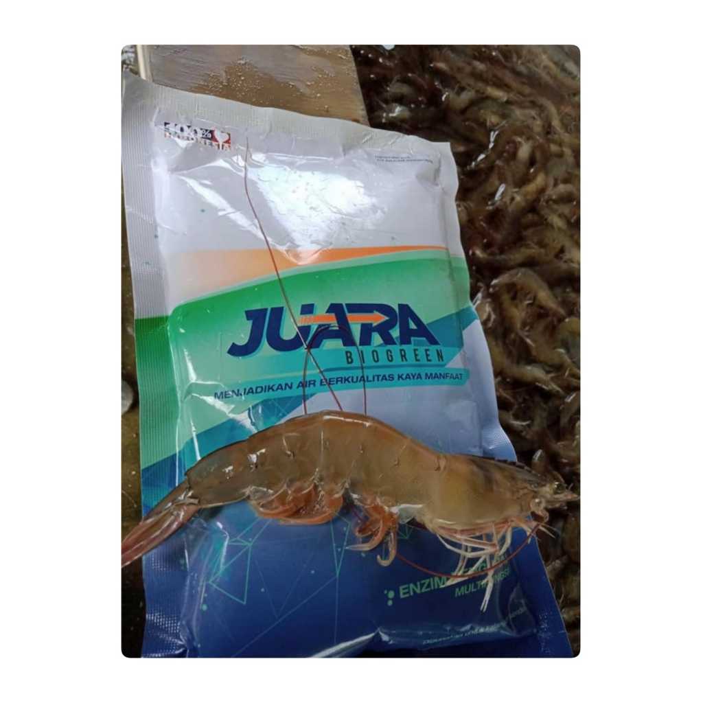 Enzim Udang (Juara 1 Kg)