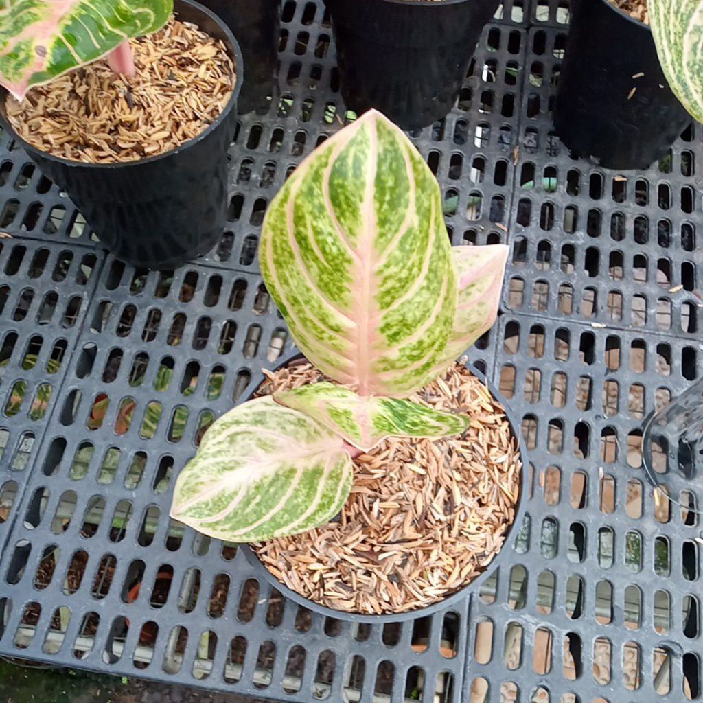 aglonema baby Rinjani