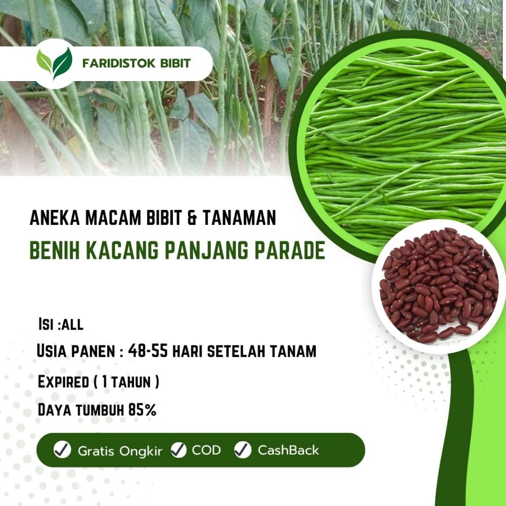 500 biji benih kacang panjang parade tavi