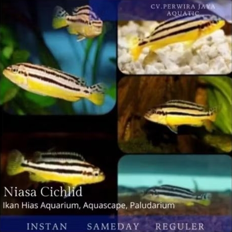 Cichlid Niasa Hiasan Aquarium