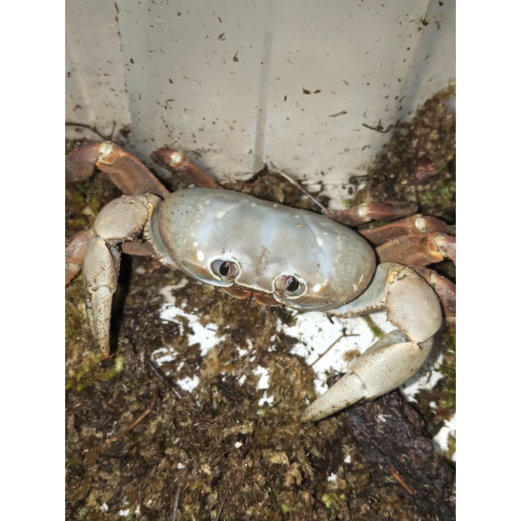 

Ikan Kepiting Gecarcoidea Humai Air Tawar