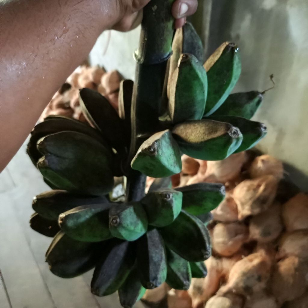 

Pisang Kepok [ '5 Kg' ]