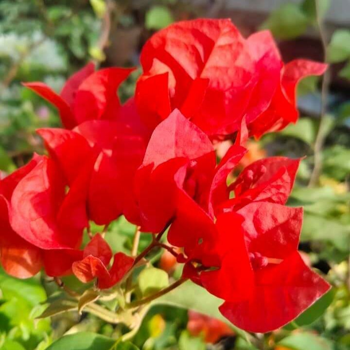 Bunga Bugenvil Merah Mega Orian Rimbun / Bougenville Red Mega sudah siap Berbunga