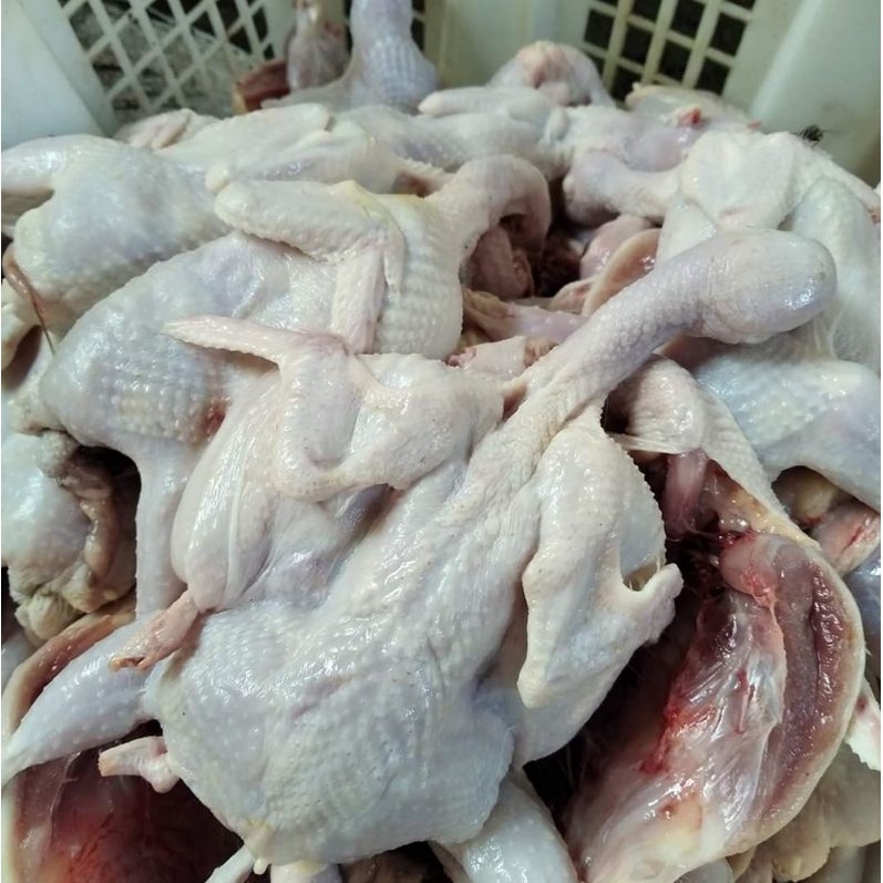 

BURUNG PUYUH LOKAL, AFKIRAN UTUH / WHOLE LOCAL QUAIL