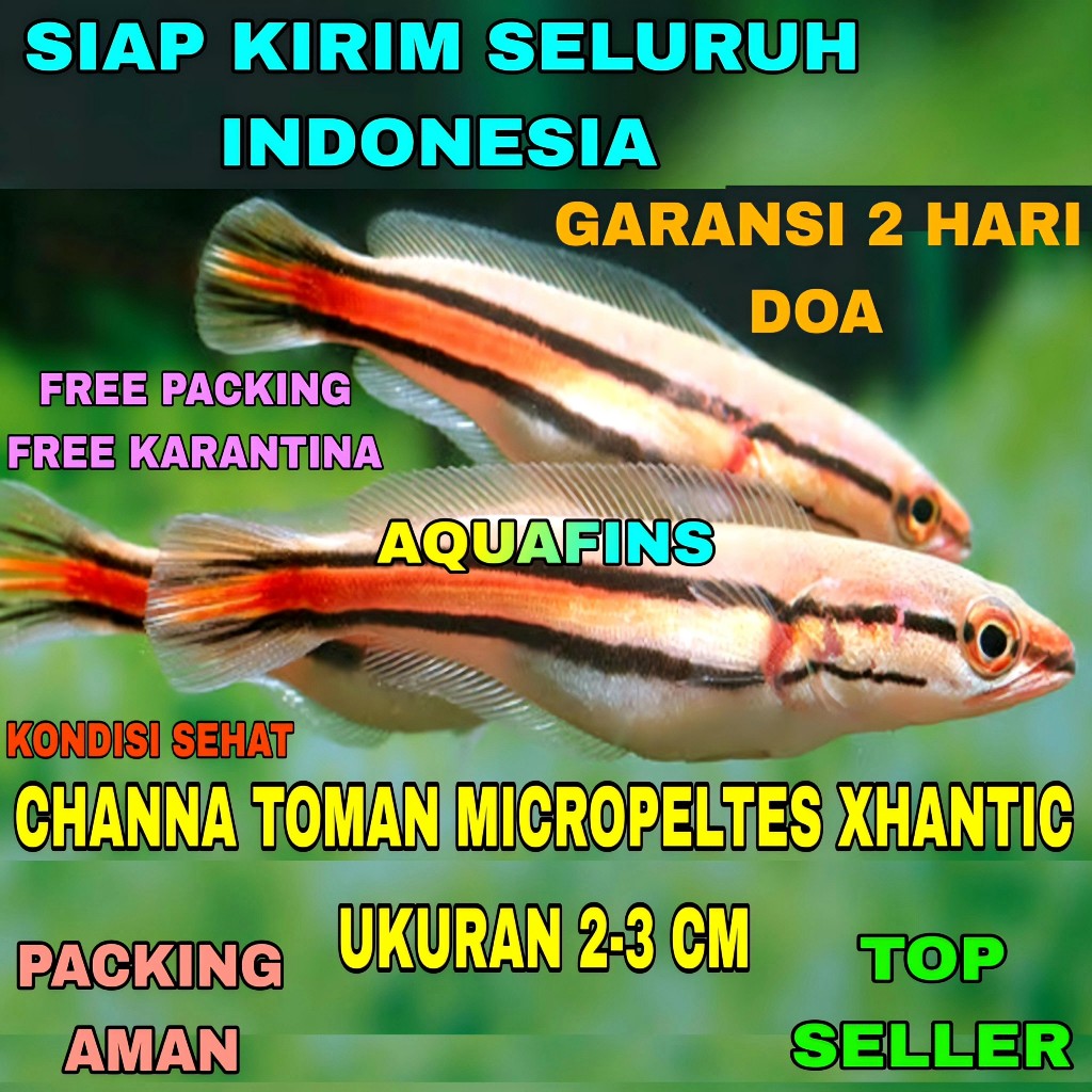 HIASAN SNAKEHEAD CHANNA GABUS TOMAN MICROPELTES XHANTIC UKURAN 2-3 CM
