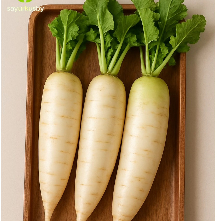 

lobakl putih jepang netto 1000 gr