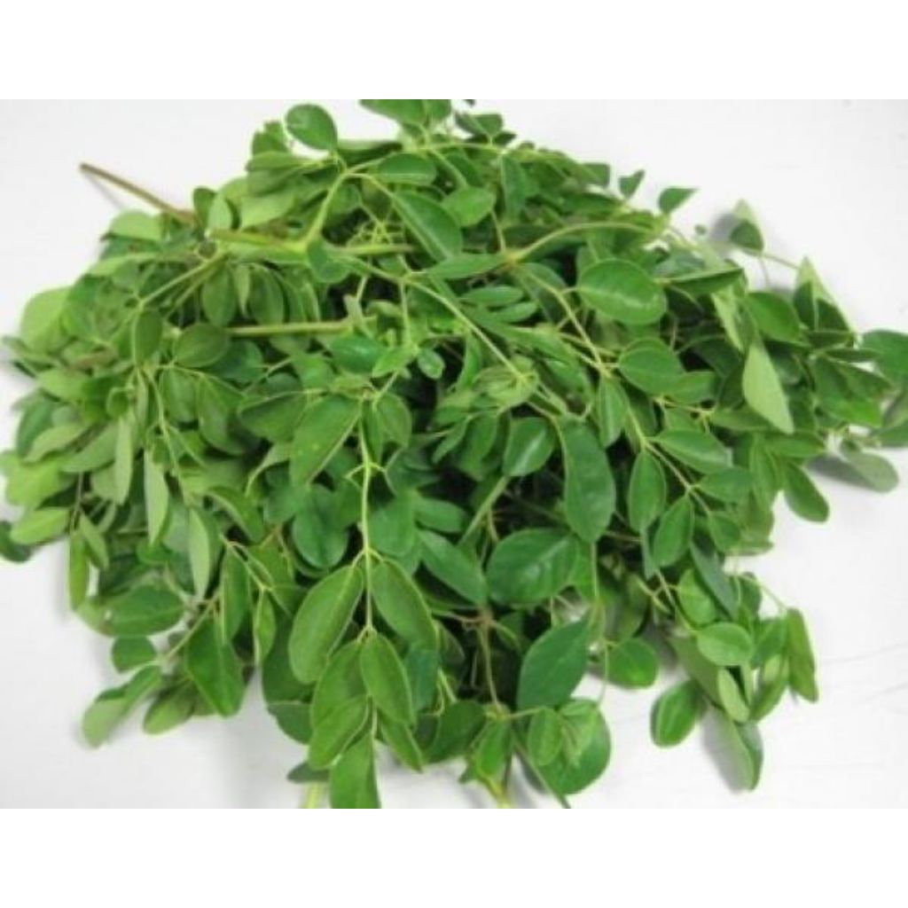 

Daun kelor segar kemasan 1.5 kg