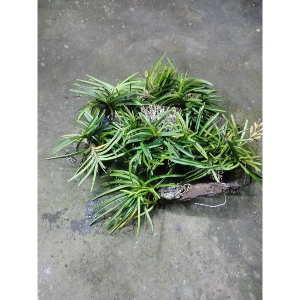 anggrek Vanda mini Asco centrum