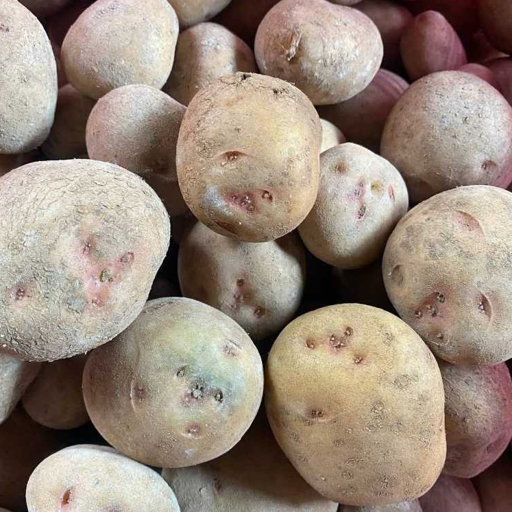 

kentang segar (500gr dan 1000gr)berukuran sedang,besar berkualitas premium