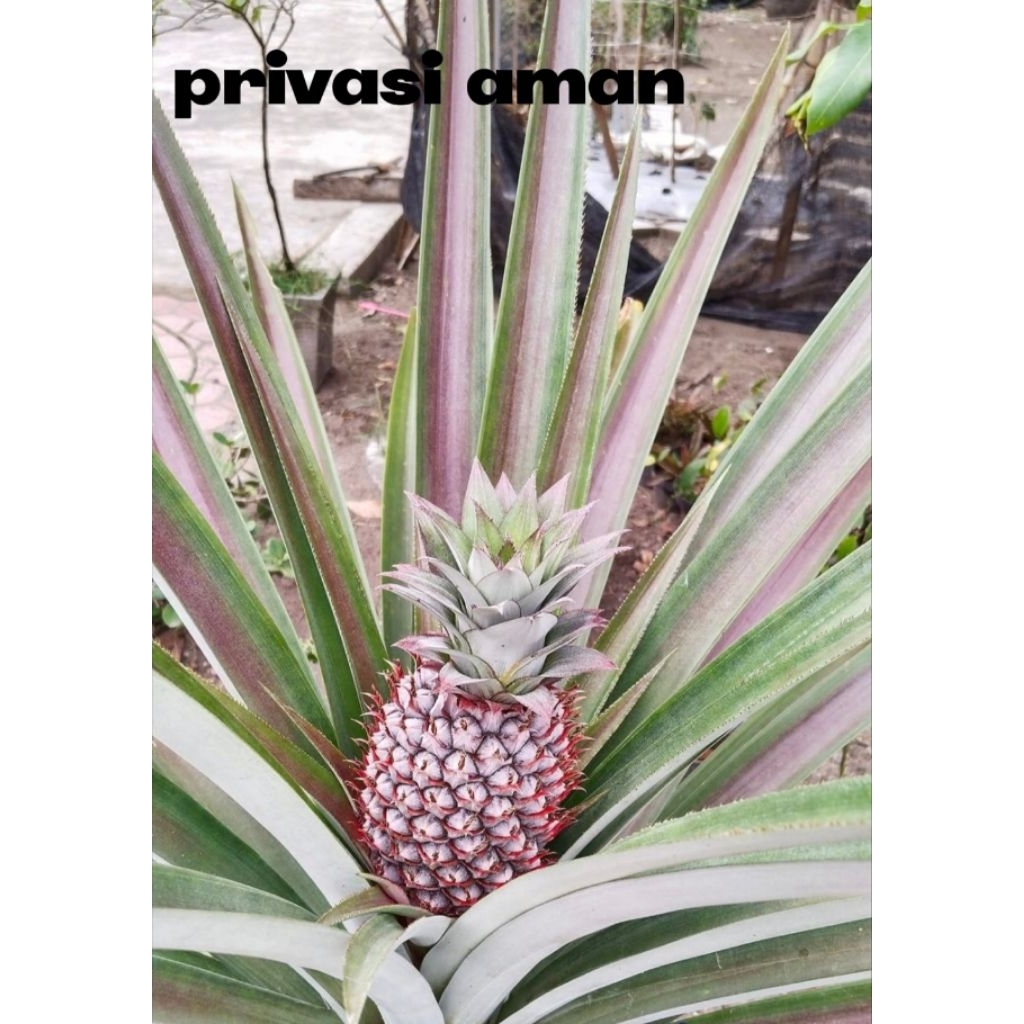 

buah nanas muda super segar per pcs