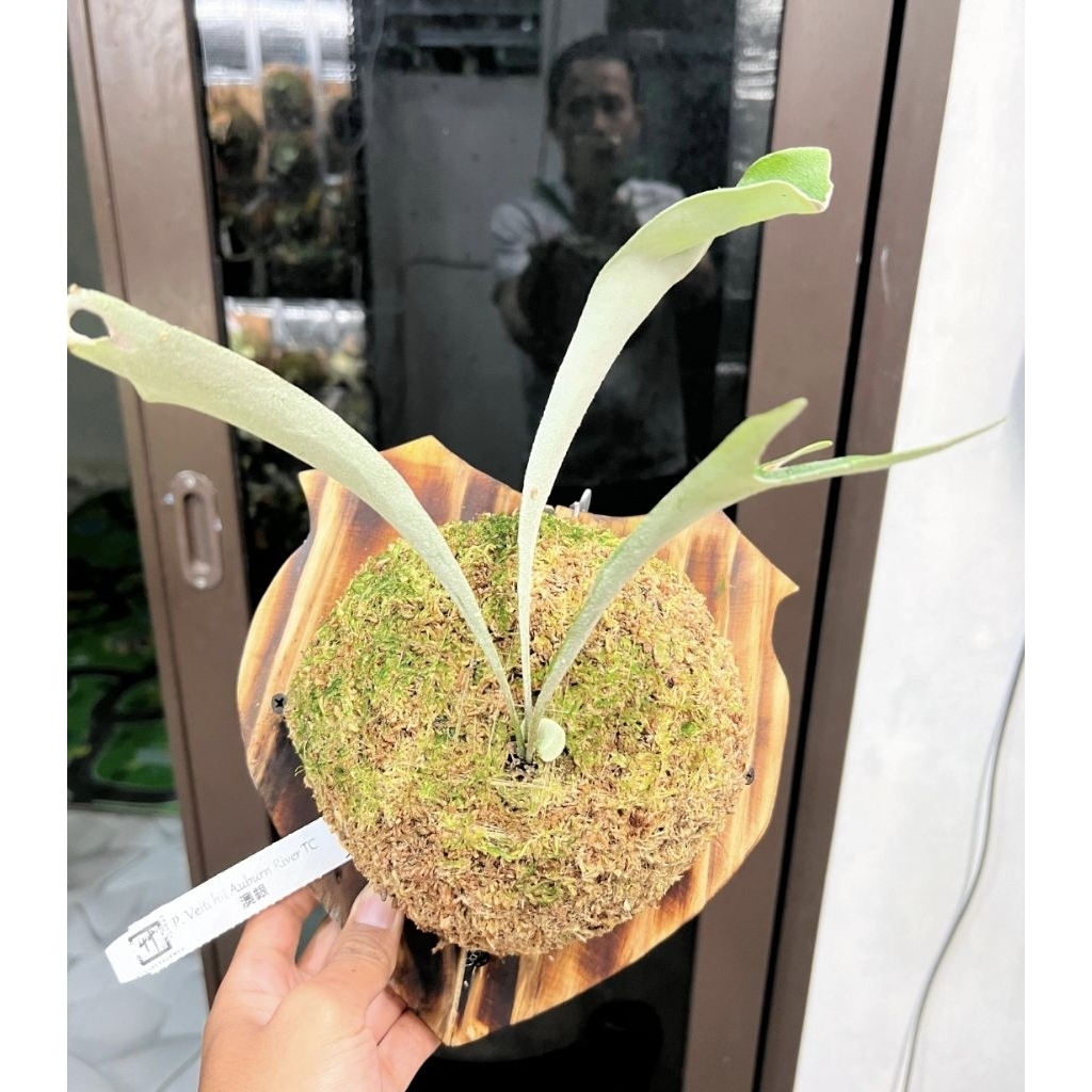 Platycerium Veitchii Auburn River Original SESUAI FOTO COLLECTOR ITEM