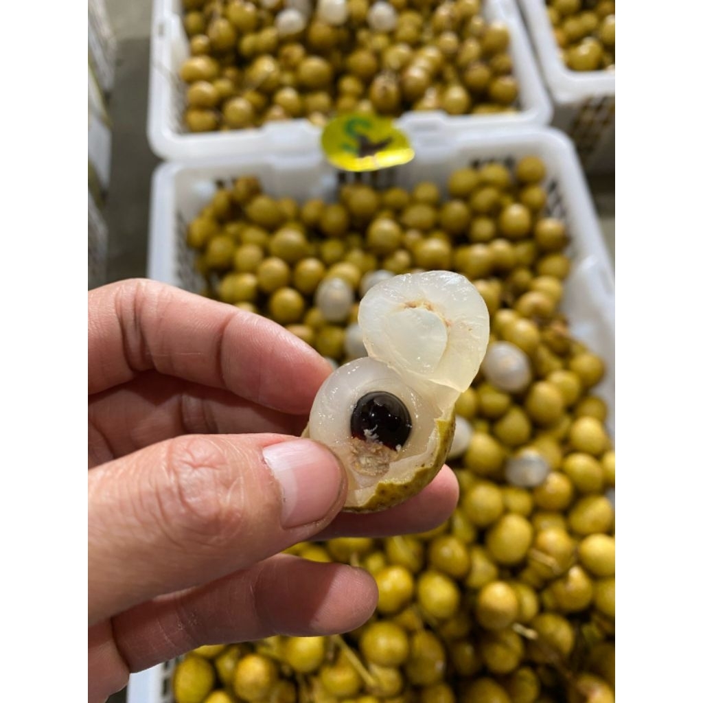 

Lengkeng Kelengkeng Emas Gold Bangkok manis segar 1 pack