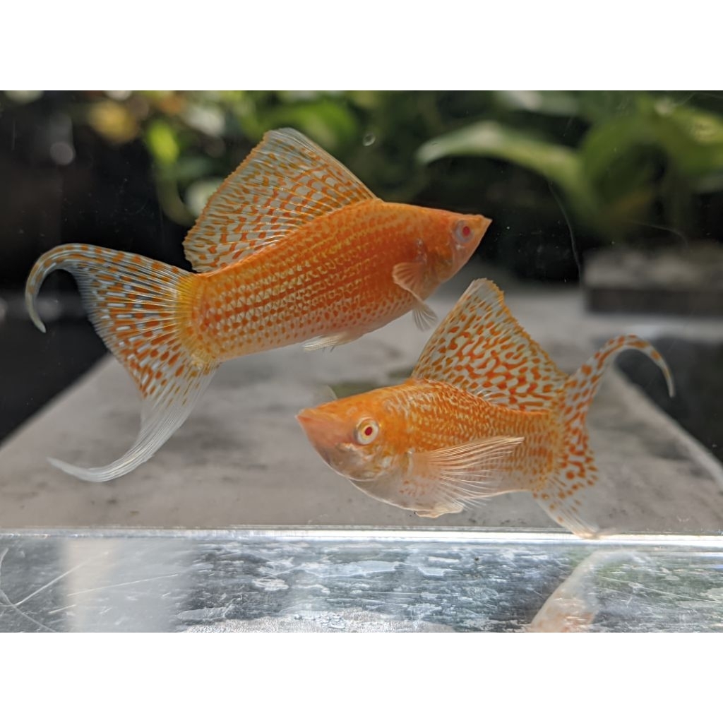 albino velvera sailfine molly lyretail aksesoris aquarium