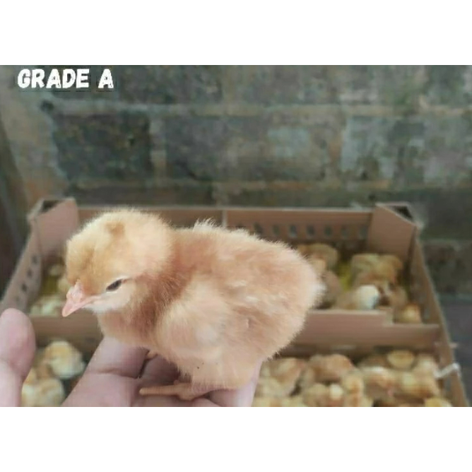 DOC AYAM PETELUR BETINA 1 BOX ISI 100 EKOR
