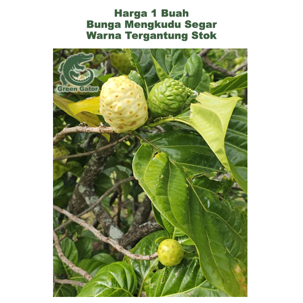 

Mengkudu Buah Harga 1 Pcs Satua Hijau Putih