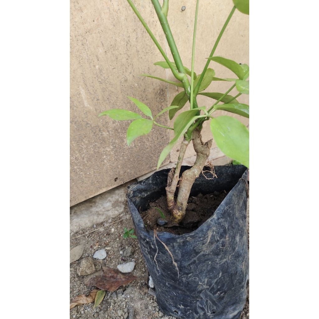 bahan bonsai Tlogosari realpic sesuai gambar