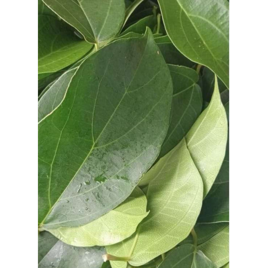 

Daun Cincau Segar | 250gr | untuk membuat minuman agar agar / Herbal