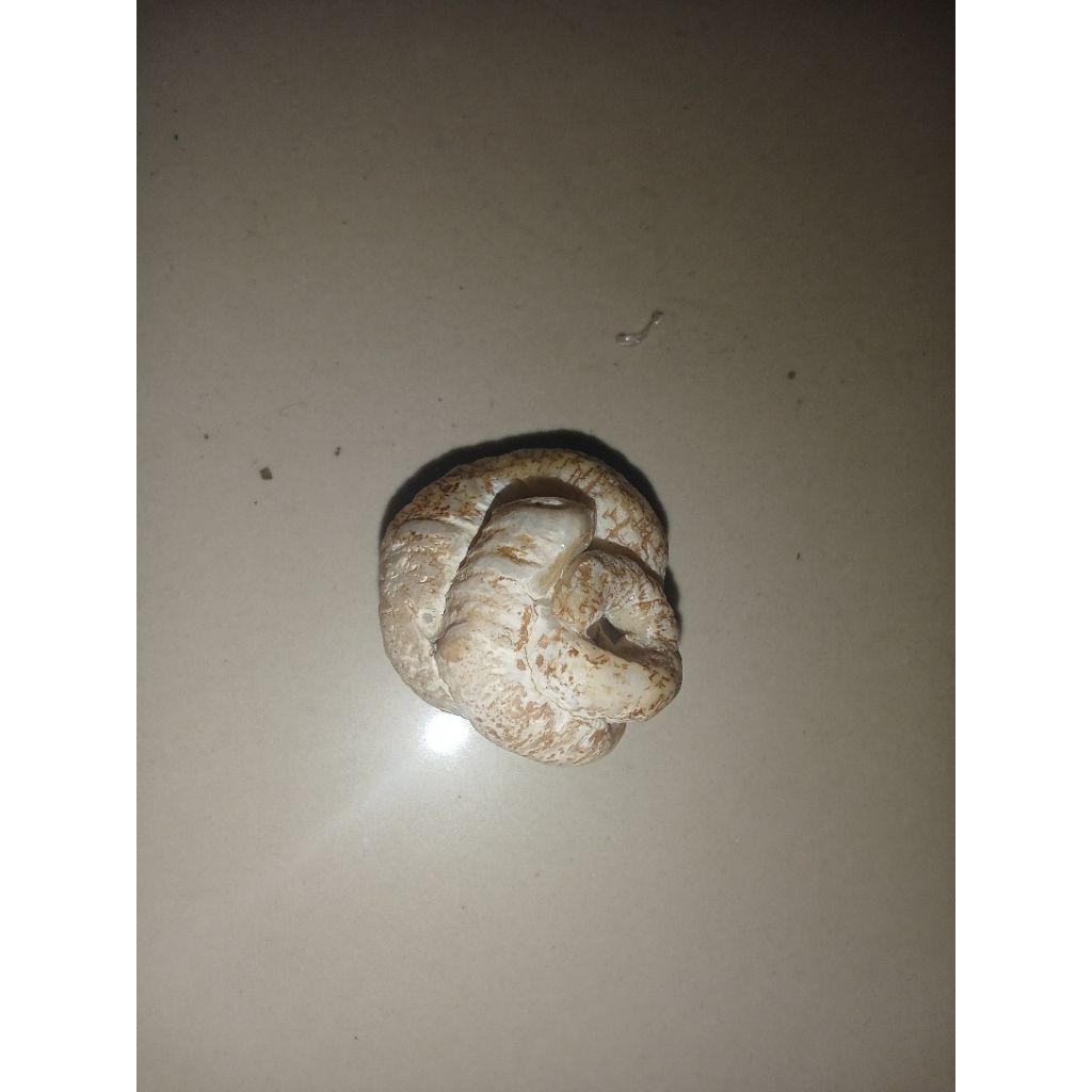 batu SPT belut putih