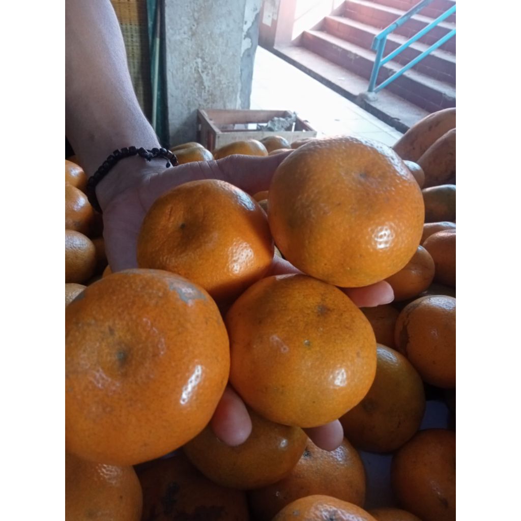 

Jeruk Medan Berastagi || jeruk Medan manis