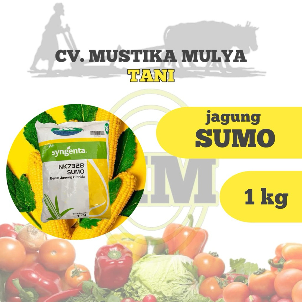 BENIH JAGUNG (SUMO) SYENGENTA