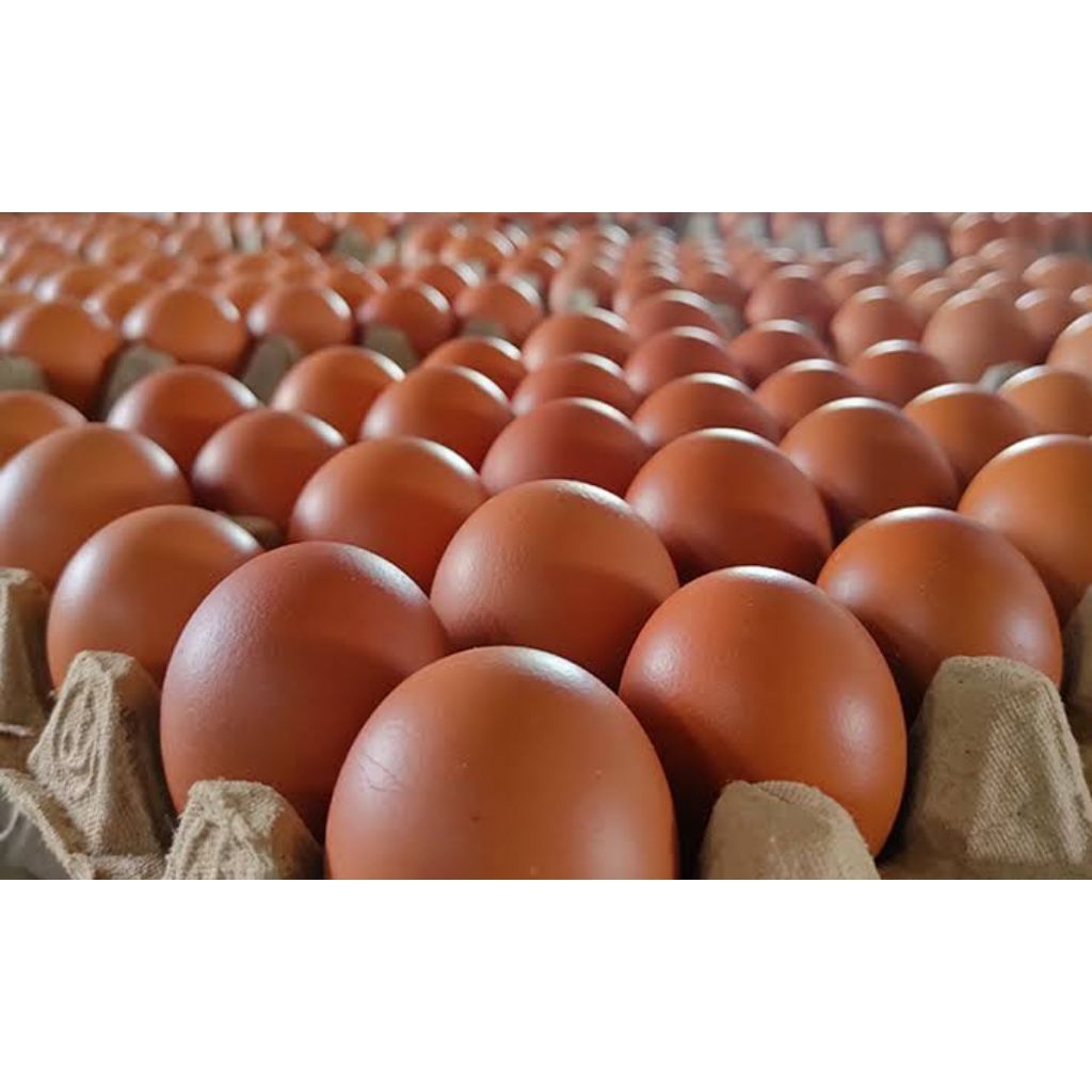 

Telur Ayam Negeri 1 tray ( 30 butir ) - Telur Fresh Bersih