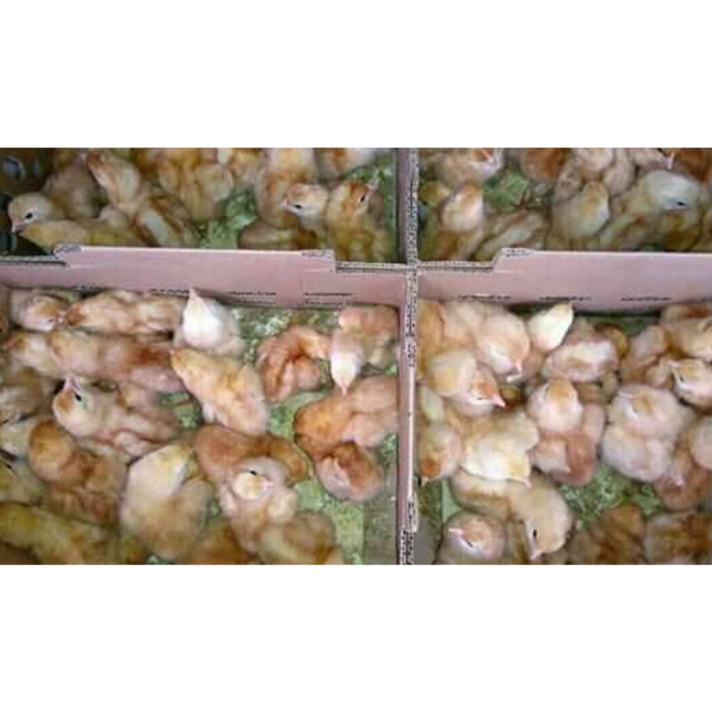 DOC ayam petelur isa brown Bandung Area