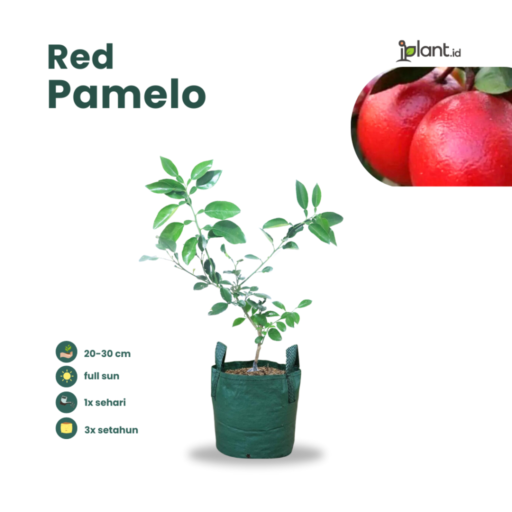 Red Pamelo