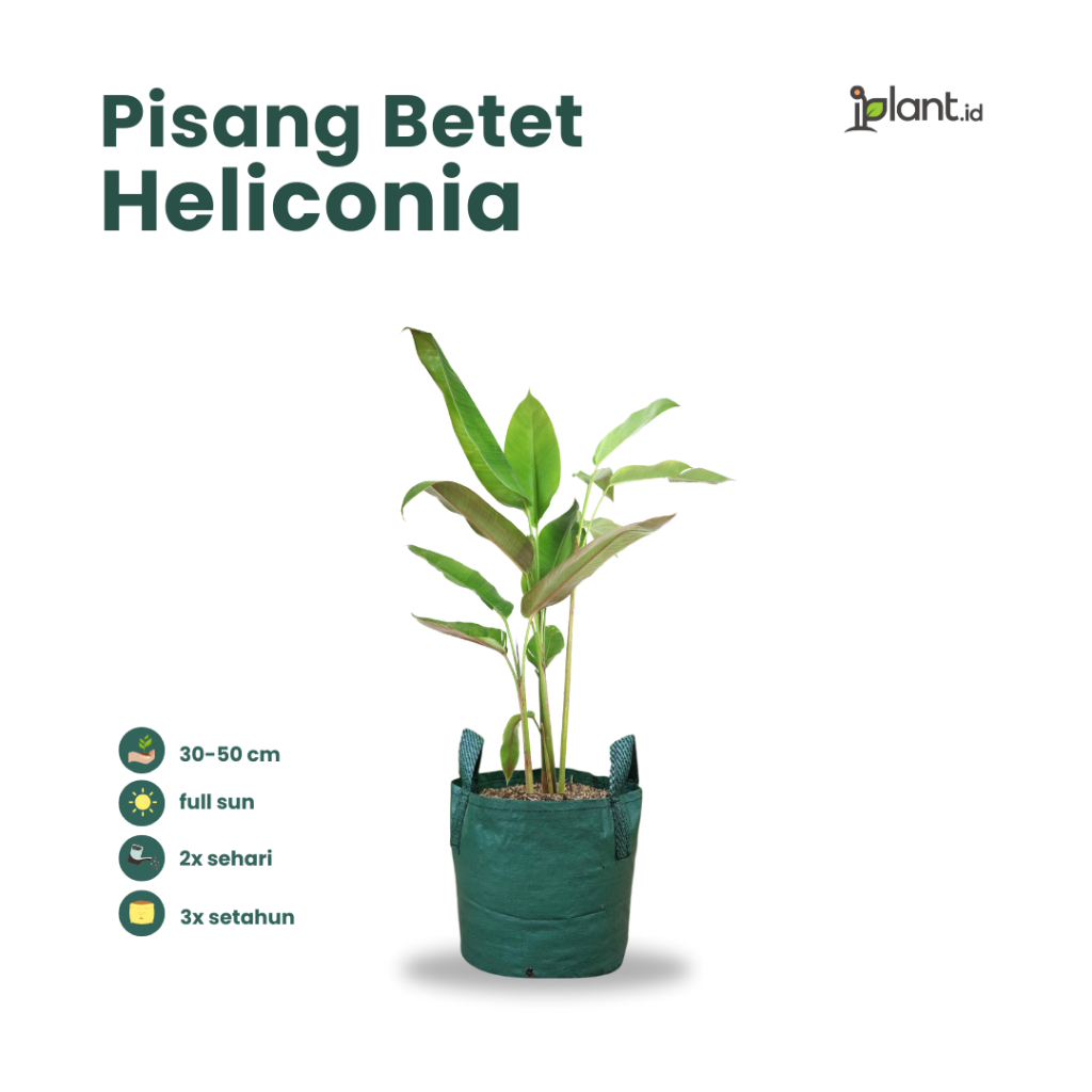 Pisang Betet (Heliconia)