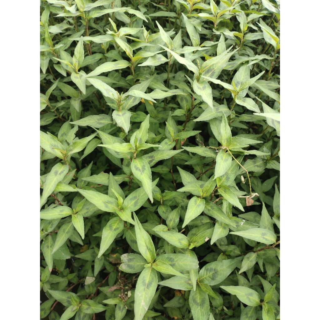 

Daun kesum /daun laksa 1kg di petik langsung segar