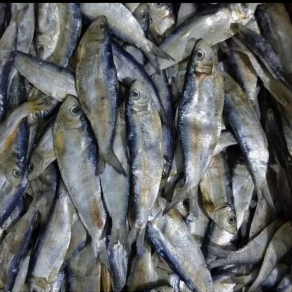 

ikan asin Juwi mata sipit langsung dapat dari para nelayan. di olah dgn bahan alami. harga 1kg dan paling murah