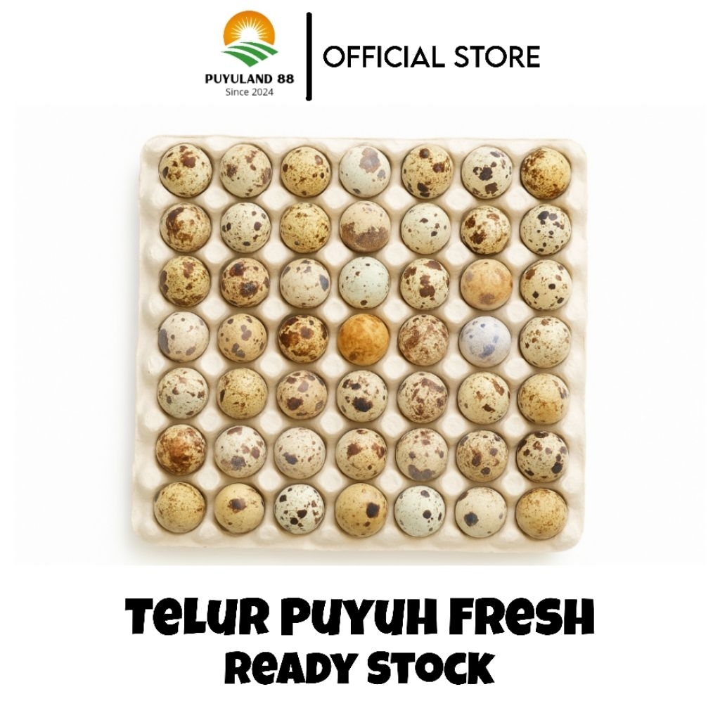 

Telur Puyuh Fresh || Per-Butir Telur Puyuh Fresh