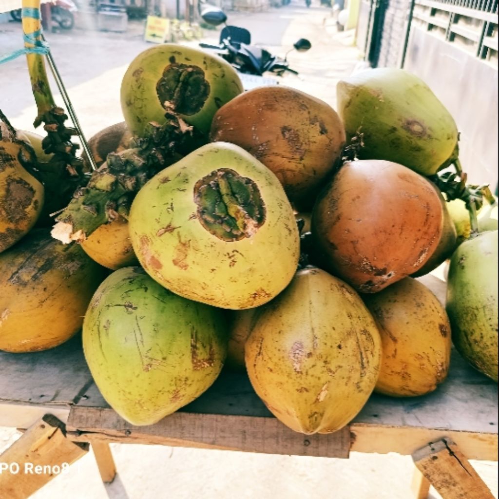 

kelapa muda diamond segar dan nikmat