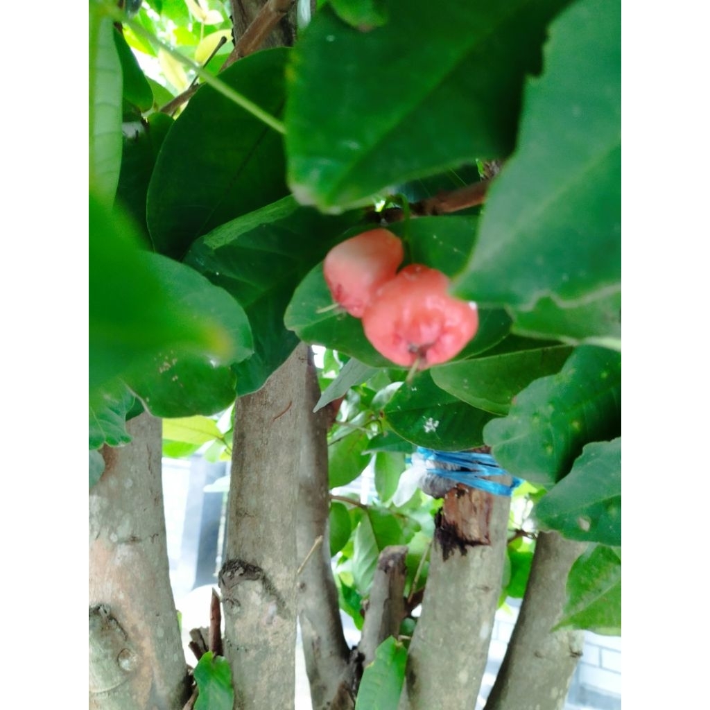 

Cangkok jambu air kancing