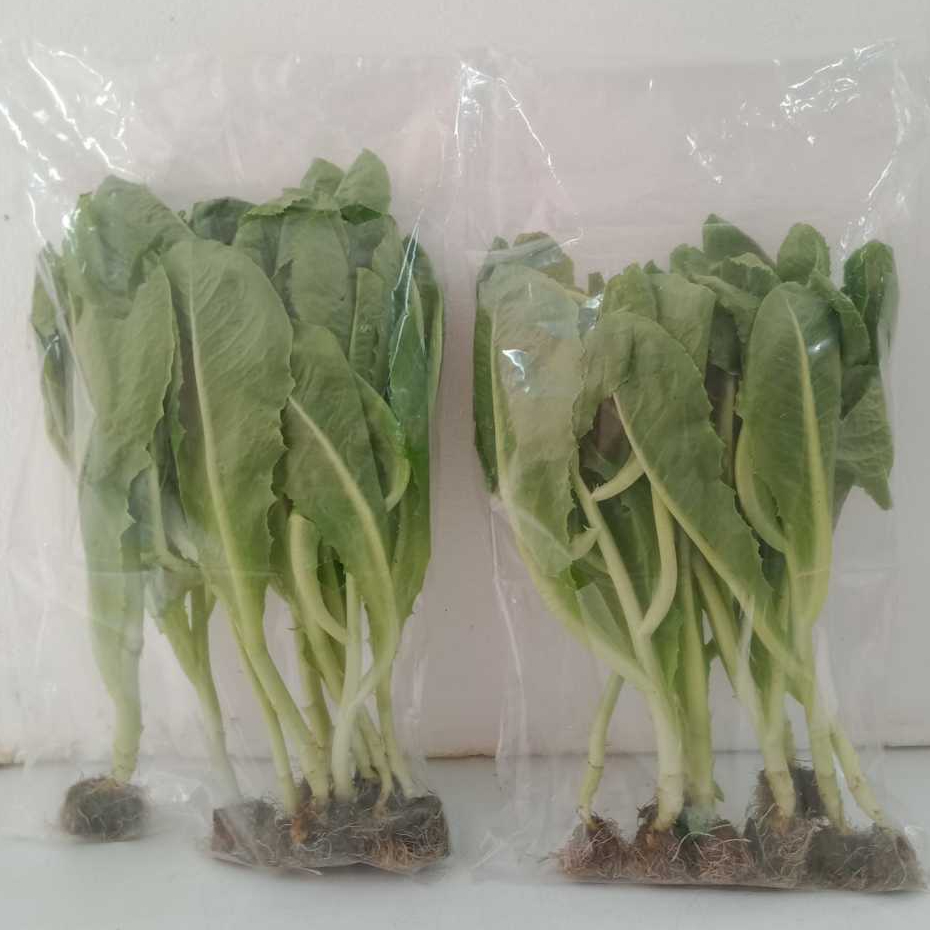 

ROMAIN HIDROPONIK pack 250gr